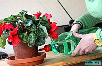 Cyclamen: how to water it properly?