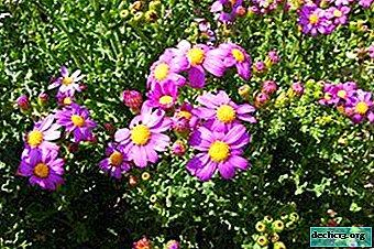 Cineraria or the elegant baptismal cross: a description of the plant and its care