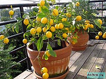 Citrinos durante todo o ano. Como cultivar limão a partir de sementes em casa?