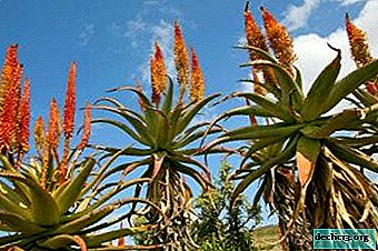 Does agave blossom when and how does it happen?