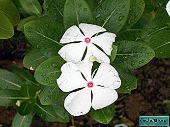 Flowers at home, or Growing and planting Catharanthus