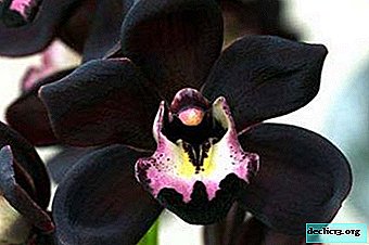 Blomster svart orkide: hvordan dyrke forskjellige varianter av denne planten, og hvordan ser de ut på bildet?