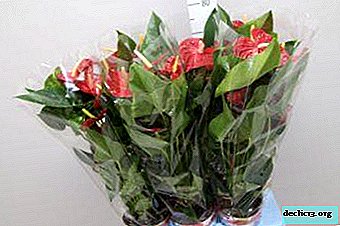 フラミンゴの花-インテリアの豪華な装飾。ダコタアンスリウムケアのヒントと植物の写真