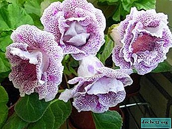 Gloxinia flower: tips and proper care at home