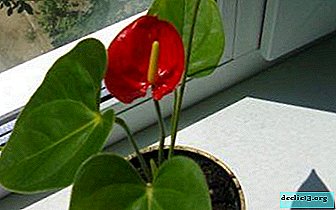 Blommahane lycka, eller Anthurium - steg-för-steg-instruktioner om hur man planterar den, tips för efterföljande vård