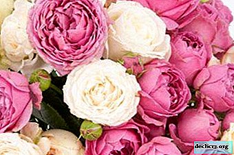 Uma flor de incrível beleza - uma rosa peônia! Fotos, notas e instruções de cuidados