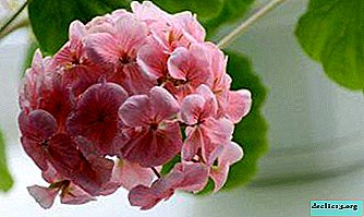 Pelargooniumi lill - koduhooldus algajatele. Siirdamise tunnused ja võimalikud probleemid taimega