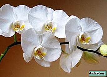 Kvet pôvodu - biela orchidea