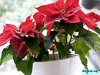 Poinsettia flower: how to transplant at home and in the open ground? Step-by-step instruction