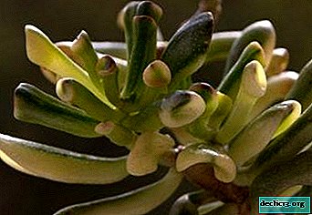 ดอกไม้ที่มีชื่อที่น่าสนใจคือ Crassula ovata Gollum (ฮอบบิท) มันเหมือนกับการเติบโตที่บ้าน?