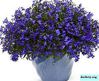 A flower with a long history - Lobelia Crystal Palace: photos, as well as the rules for planting and care