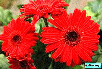 Fleur de joie et de chaleur - connaissance d'un gerbera rouge