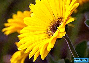 Flower of happiness and harmony - acquaintance with the yellow gerbera