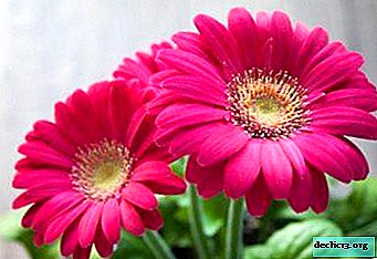 “ ดอกไม้แห่งความสุขและความสำเร็จ” Gerbera ในร่ม: การดูแลบ้านคุณสมบัติการเพาะปลูก