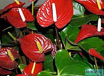 Fleur "Bonheur familial" ou rouge Anthurium. Types de plantes, notamment les soins à domicile