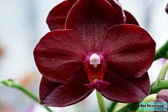 Blume der Pracht und des Glücks - rote Orchidee