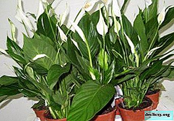 Flower Female happiness, or Spathiphyllum. What does this home plant look like and what does it like?