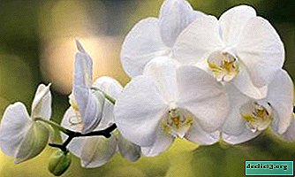 Le pédoncule d'une orchidée: qu'est-ce que c'est et comment ça se passe?