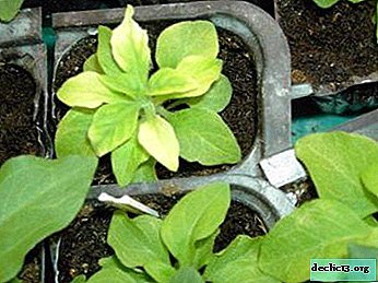 Aux producteurs de fleurs sur les raisons pour lesquelles les feuilles du pétunia jaunissent et sur ce qu'il faut faire pour ressusciter la plante