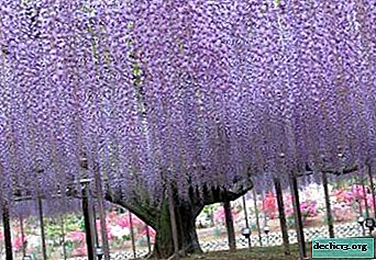 Blooming wisteria - decoration of the garden: everything you need to know about the plant