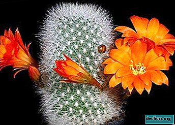 Kukkiva ihme ikkunalaudallesi on kaktus. Koti- ja ulkohoidon kuvaus, tyypit ja lajikkeet