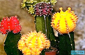 A flowering houseplant is a cactus hymnocalicium. Description of its species - Rubra, Anicitsi and others