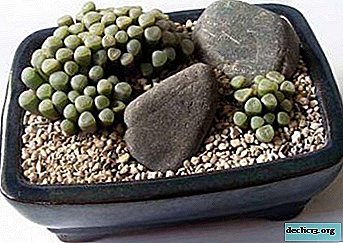 Blooming desert stones on the windowsill. Types of fenestaria and all about its home maintenance