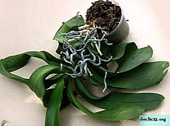 Poďme dať orchidea Phalaenopsis druhý život - podrobnosti o tom, ako omladiť rastlinu