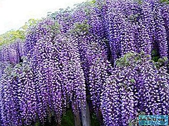 Chinese decorative wisteria - a wonderful decoration for the garden and home