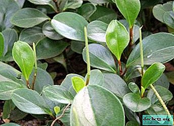 Cultivo útil decorativo en el alféizar de la ventana: una descripción con fotos de la peperomia de magnolia y todos los detalles del cuidado