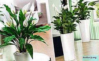 Cultures décoratives à cultiver à la maison: types de spathiphyllum, description des variétés et photos