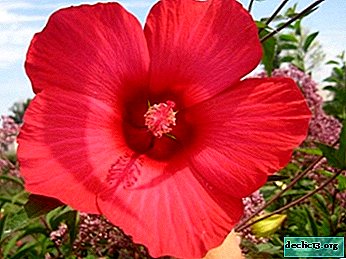 Boule de feu décorative en hibiscus. Comment prendre soin des fleurs et autres nuances importantes de la croissance