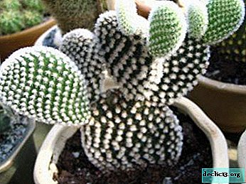 Cacto decorativo Opuntia raso. Descrição e características do tratamento, foto da planta