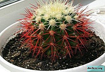 พืชมหัศจรรย์ที่มีหนามสดใส - echinocactus Gruzoni สีแดง