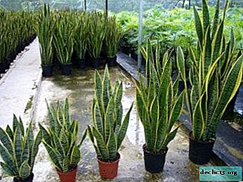 What is sansevieria transplantation for and how to carry it out correctly?