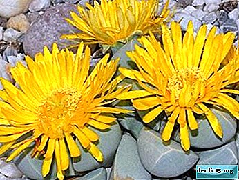 For lovers of exotic flowers: features of care and growing lapidaria