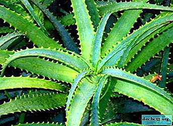 Homemade aloe - a panacea for disease! The use of a flower for medicinal purposes