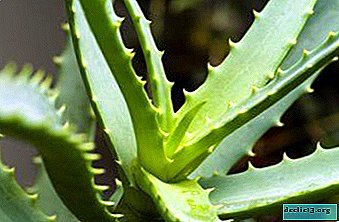 Aloe vera "koduarst": raviomadused ja vastunäidustused