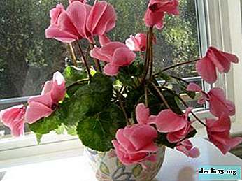 Home flowerbed: cyclamen faded, what to do next? - Home plants