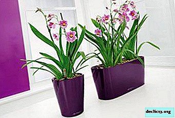 Dostojen dekor za tropske lepote: kako izbrati posodo za predpomnilnik za orhideje?