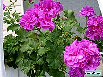 A worthy decoration for any windowsill: peony geranium - Home plants