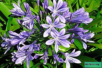 A worthy decoration of your home is agapanthus. The secrets of growing and caring for the plant