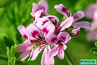 Duftende geranium: hjemmepleje og plantebilleder