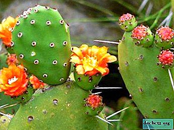 Two ways to breed prickly pears, their advantages and disadvantages, as well as step-by-step instructions for planting a cactus