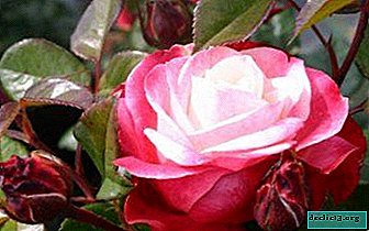 Dvobarvna lepota - vrtnica Nostalgija: opis sorte, gojenje in uporaba v krajinskem oblikovanju