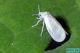 Effective ways to get rid of whiteflies on indoor flowers. Reasons for occurrence and preventive measures