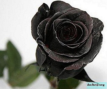 Spectacular black rose: a description of the varieties with a photo. Where to get seeds, how to paint or grow a flower yourself?