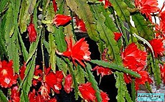 Belleza espectacular: ¿cómo hacer que el epiphyllum florezca en casa y qué variedades son adecuadas para esto?