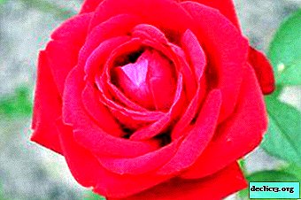 Spectacular rose Sophia Loren: in detail about the form, care of the flower and propagation
