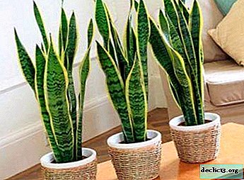 Spectacular sansevieria: home care, reproduction and disease